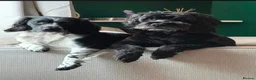 Mixed Breed dogs for sale: Sprocker/cockapoo puppies. in Caerphilly - Advert 2