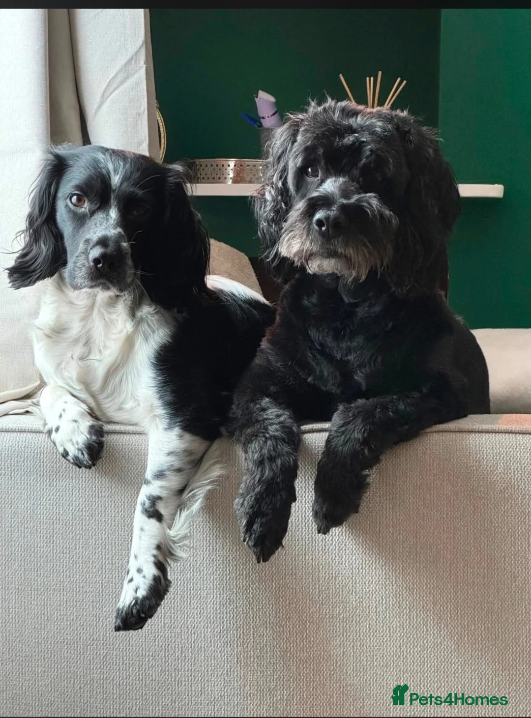 Mixed Breed dogs for sale: Sprocker/cockapoo puppies. in Caerphilly - Advert 2