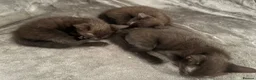 Mixed Breed cats for sale: Kittens for sale  - Advert 11