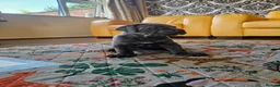 Mixed Breed dogs for sale: Cane Corso x Performance Mastiff  - Advert 30