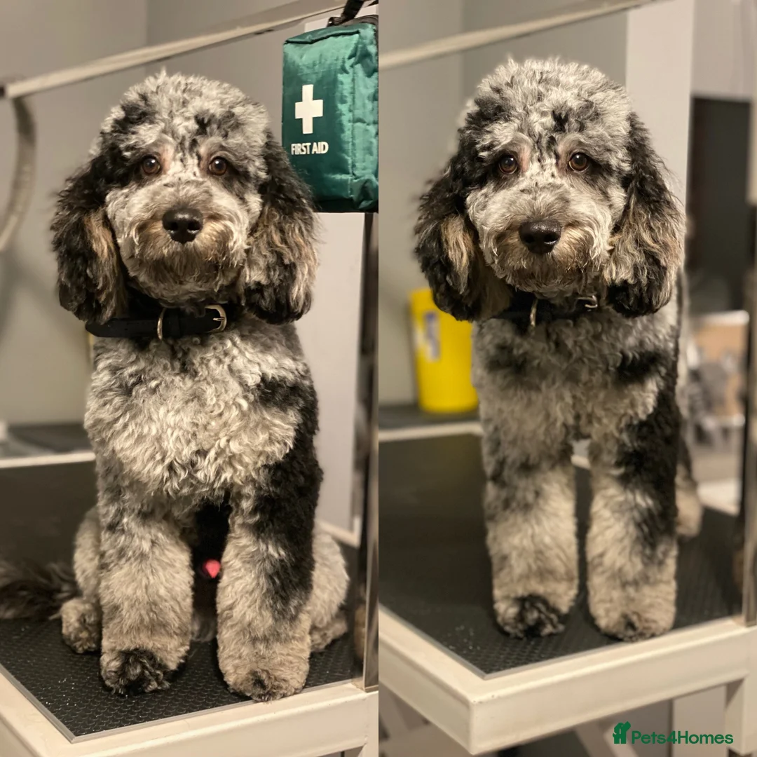 Miniature Poodle dogs for stud: RARE BLUE MERLE PHANTOM STUD in Consett - Advert 1