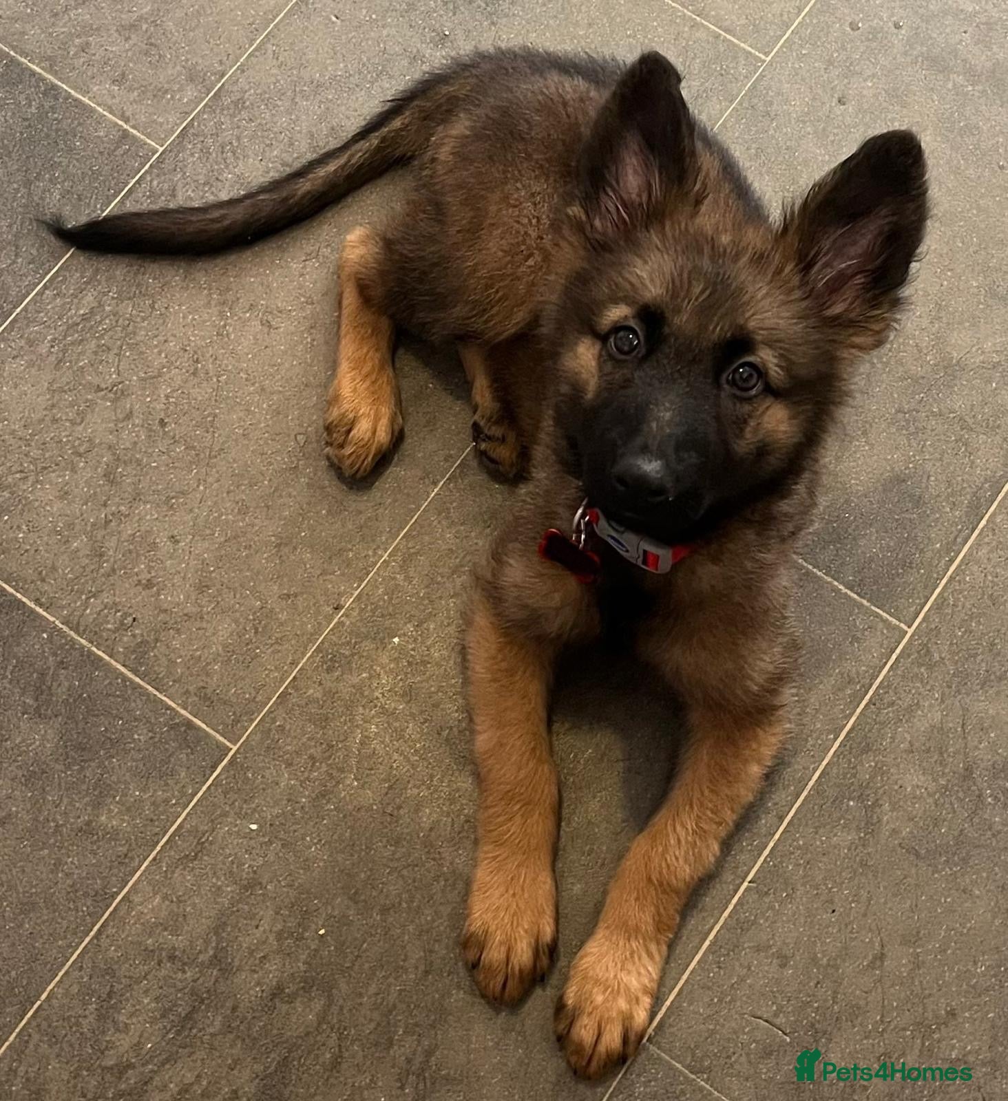 German Shepherd dogs Beautiful German shepherd female  - Advert 3