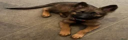 German Shepherd dogs for sale: Beautiful German shepherd cross Belgium shepherd  - Advert 1