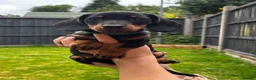 Miniature Dachshund dogs for sale: Miniature Dachshund puppies - Advert 5