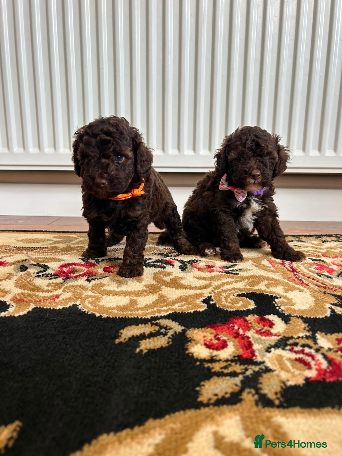 Toy Poodle dogs Chocolate Toy Poodle  - Advert 1