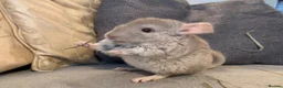 Chinchilla rodents for sale: Chinchilla kits in Brampton - Advert 7