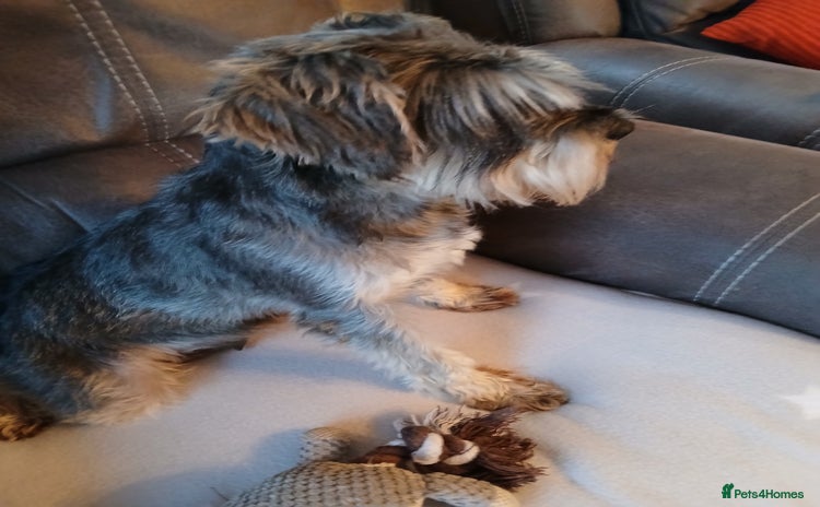 Miniature Schnauzer dogs - Advert 5