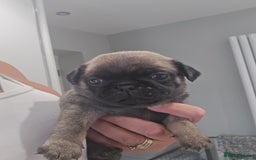 Pug dogs for sale: 3 pug puppies  - Image 10