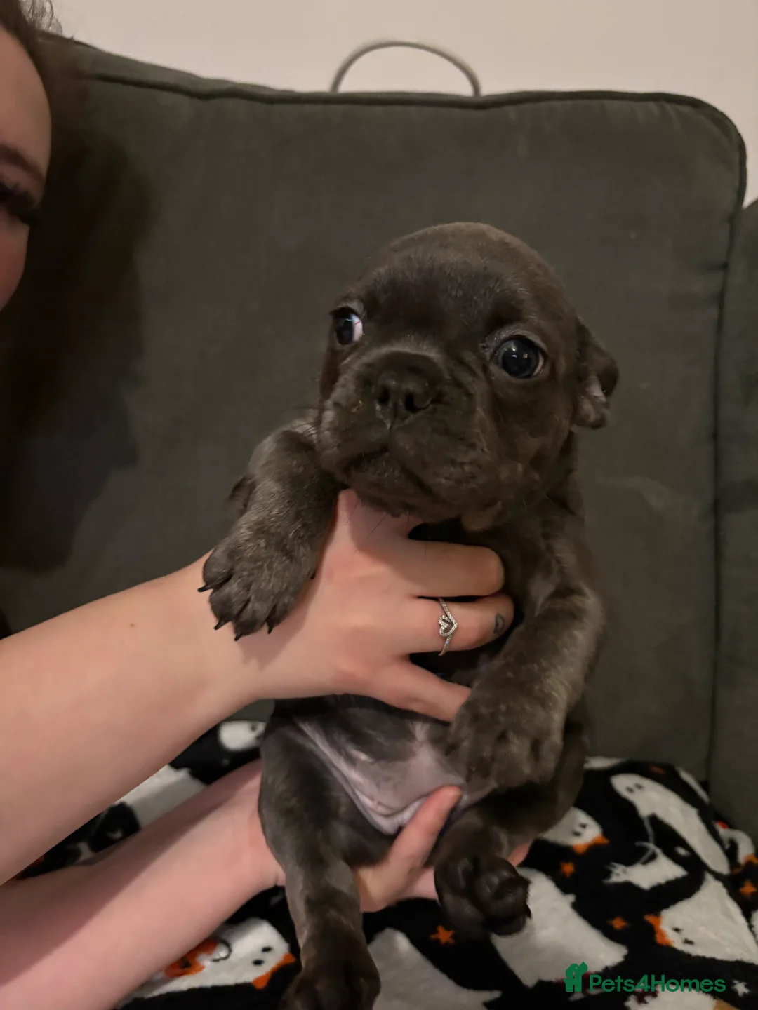 French Bulldog dogs for sale: Last 2 french bulldog pups available  - Advert 3
