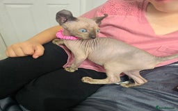 Sphynx cats for sale: 💙LITTLE BOY🩵Sphynx Kitten🩵TESTED 🐈  - Image 23