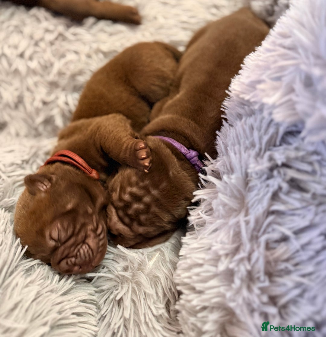 Mixed Breed dogs for sale: Gawjuss Bullpei Puppies 🐶 - Advert 38