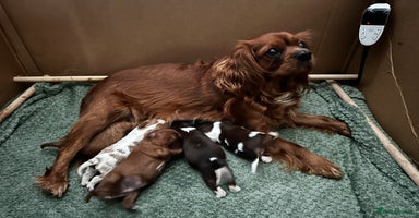Cavalier King Charles Spaniel dogs - Advert 1