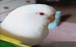 Budgerigars birds for sale: Female albino budgie  - Image 1