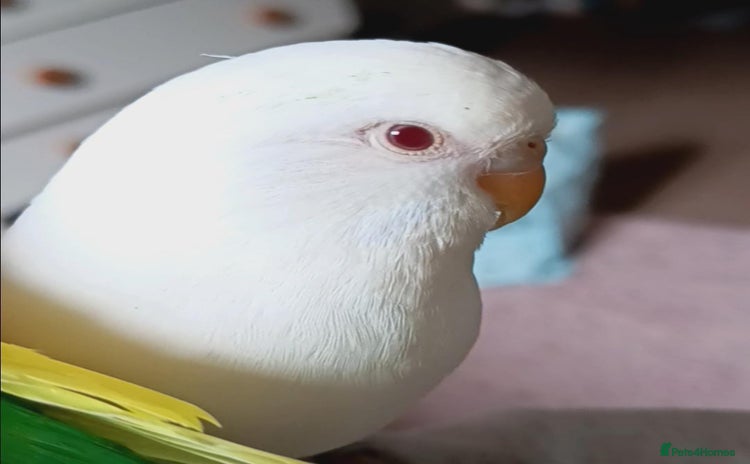 Budgerigars birds - Advert 1