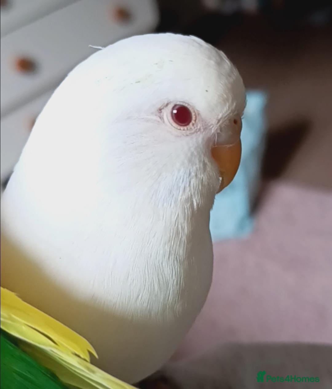 Budgerigars birds for sale: Female albino budgie  - Image 1