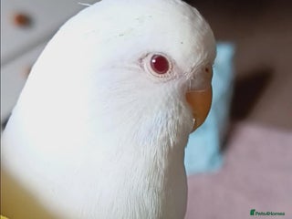 Budgerigars birds - Advert 7