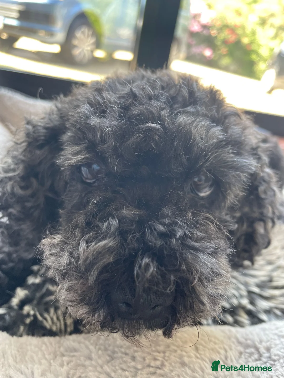 Toy Poodle dogs for sale: DOCILE CUTIE FOR SALE - Advert 15