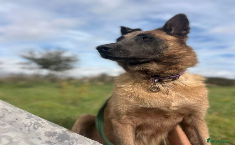 Mixed Breed dogs - Advert 1