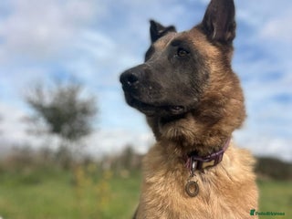 Mixed Breed dogs - Advert 30