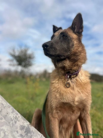 Mixed Breed dogs Ava. Norwich Norfolk - Advert 12