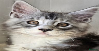 Maine Coon cats - Advert 3