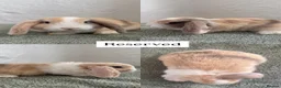 Mini Lop rabbits for sale: Mini Lops looking for Forever Homes - Advert 4