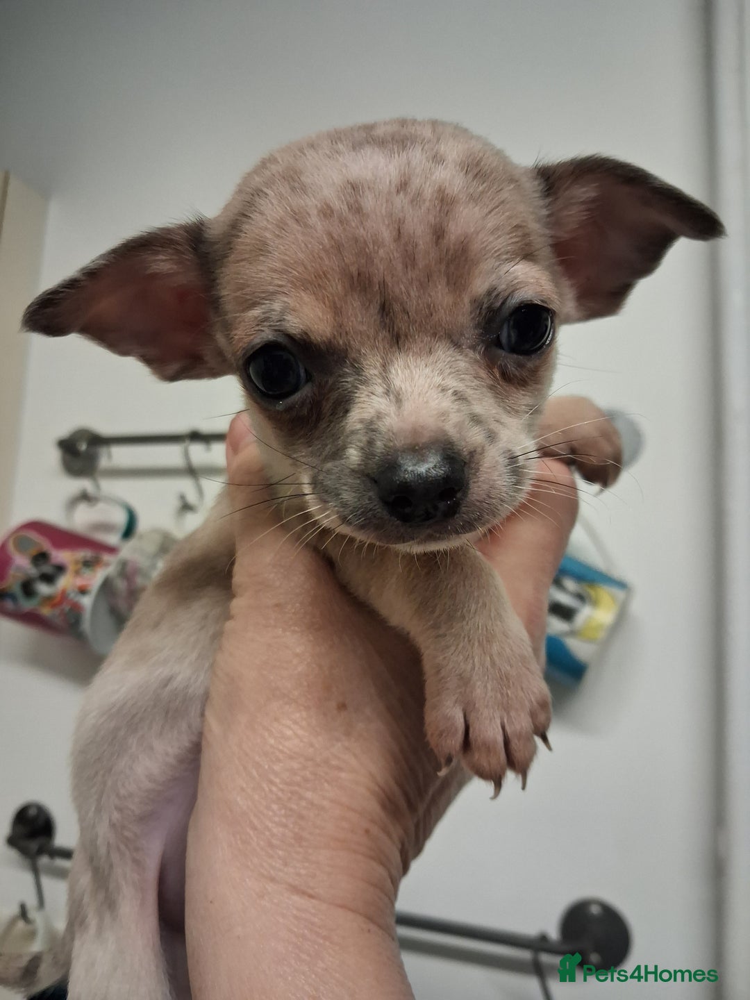 Chihuahua dogs for sale: Stunning merle - Advert 9