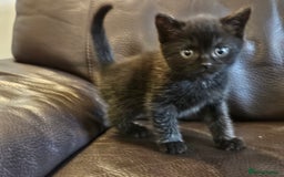 British Shorthair cats for sale: 4 lovely kittens - Image 14