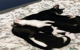 Mixed Breed cats for sale: Beautiful kittens - Image 6