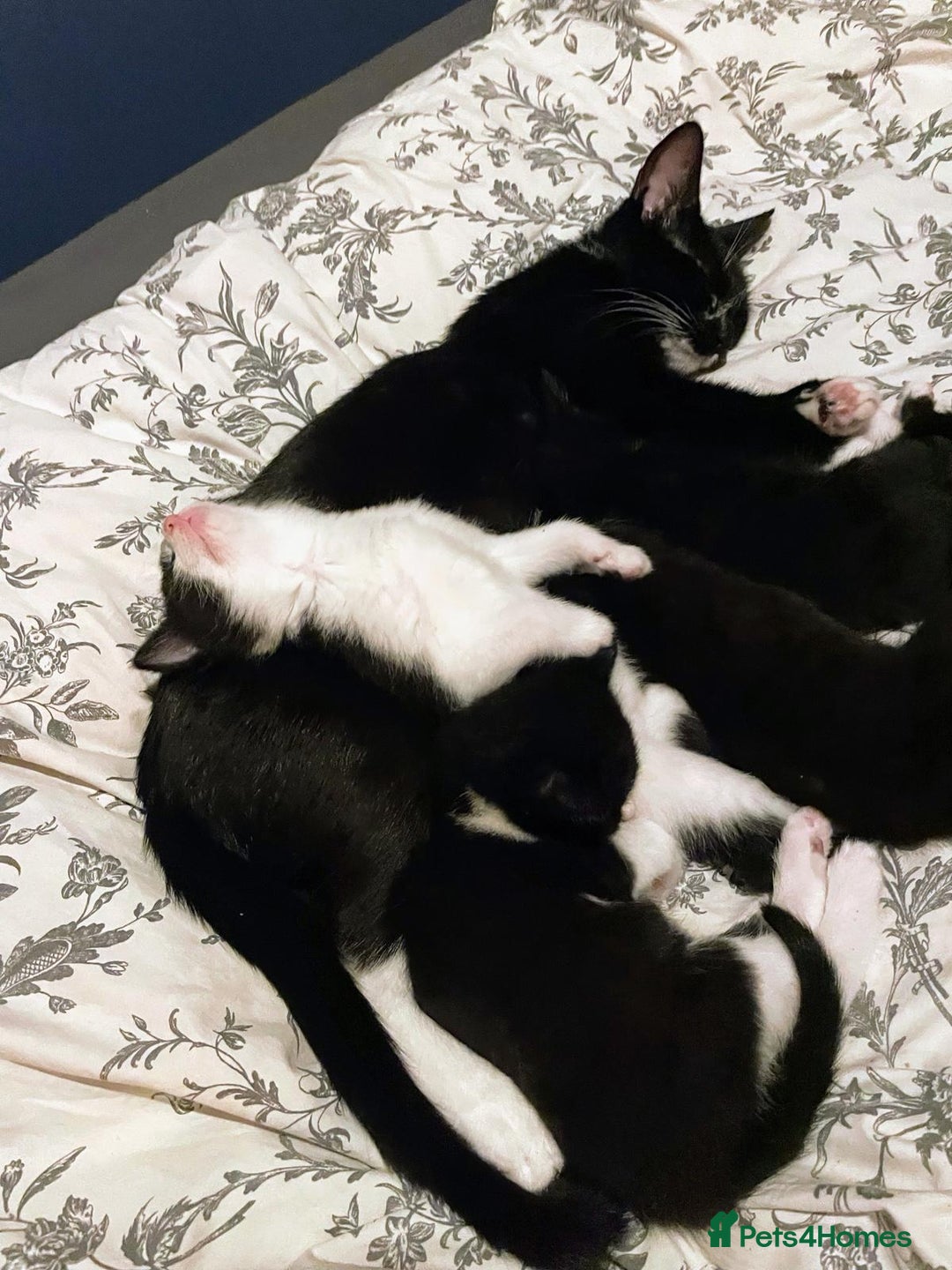 Mixed Breed cats for sale: Beautiful kittens - Image 6