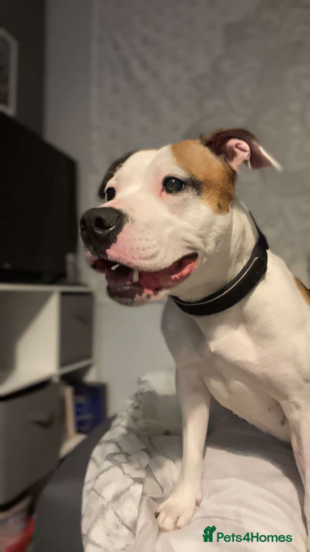 Mixed Breed dogs for sale: Needs a good home - Image 6