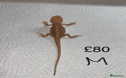 Bearded Dragon reptiles for sale: Various Baby Bearded Dragons For Sale - Advert 26