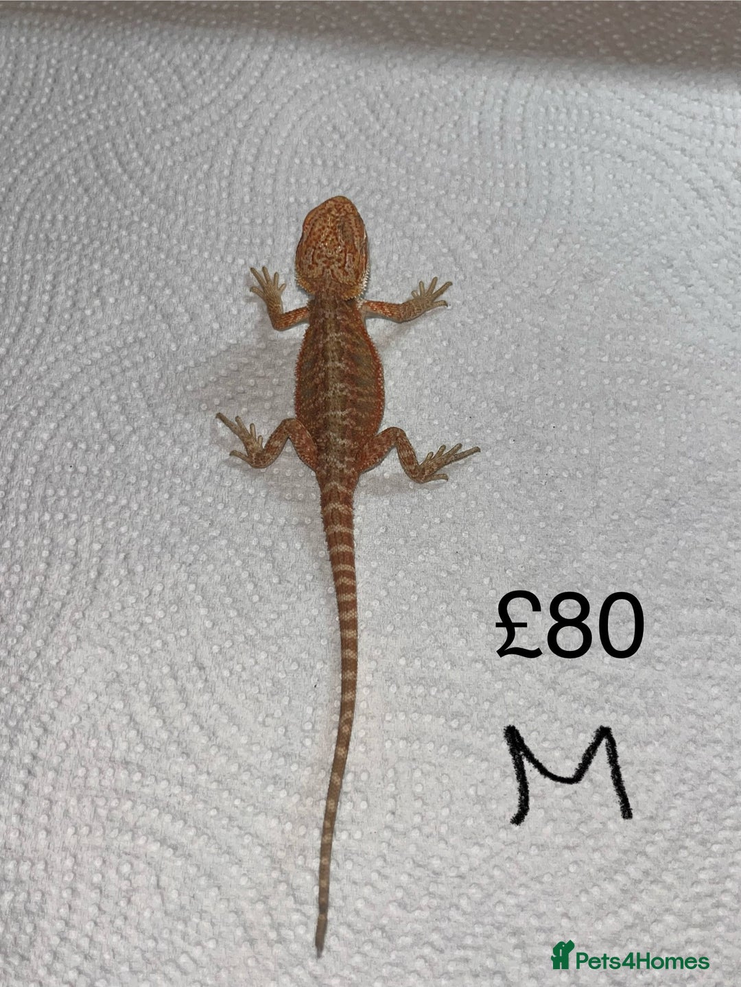 Bearded Dragon reptiles for sale: Various Baby Bearded Dragons For Sale - Advert 26