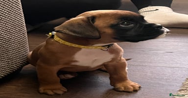 Boxer dogs - Advert 1