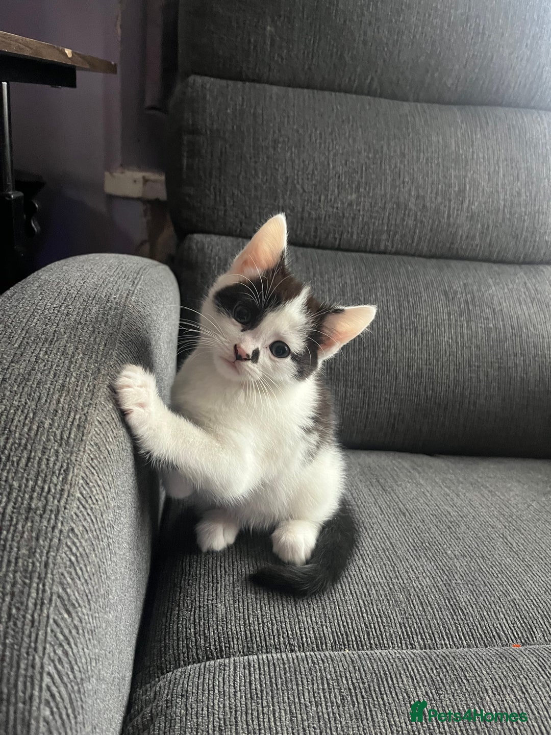 Mixed Breed cats for sale: 4 beautiful kittens 😻 - Advert 16