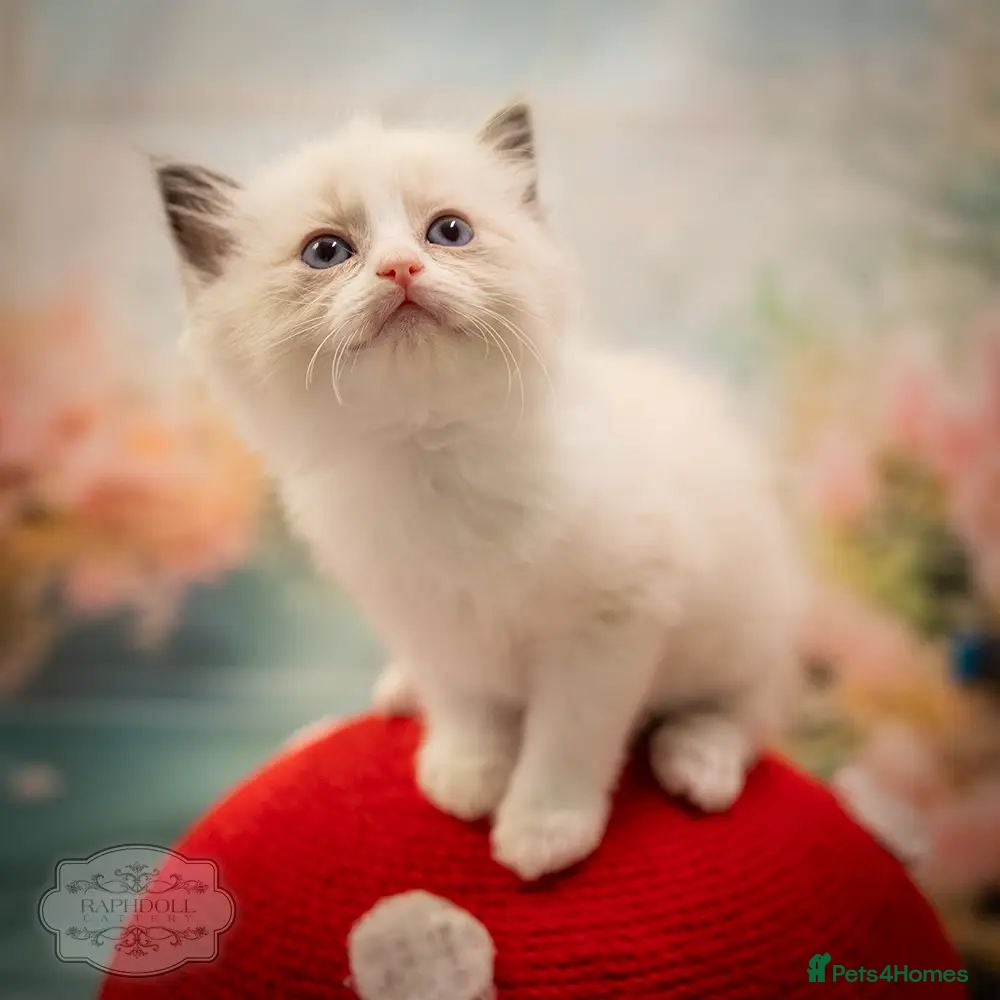 Ragdoll cats Stunning Ragdoll Kitten Boy LSEA 94% Purity! - Advert 1