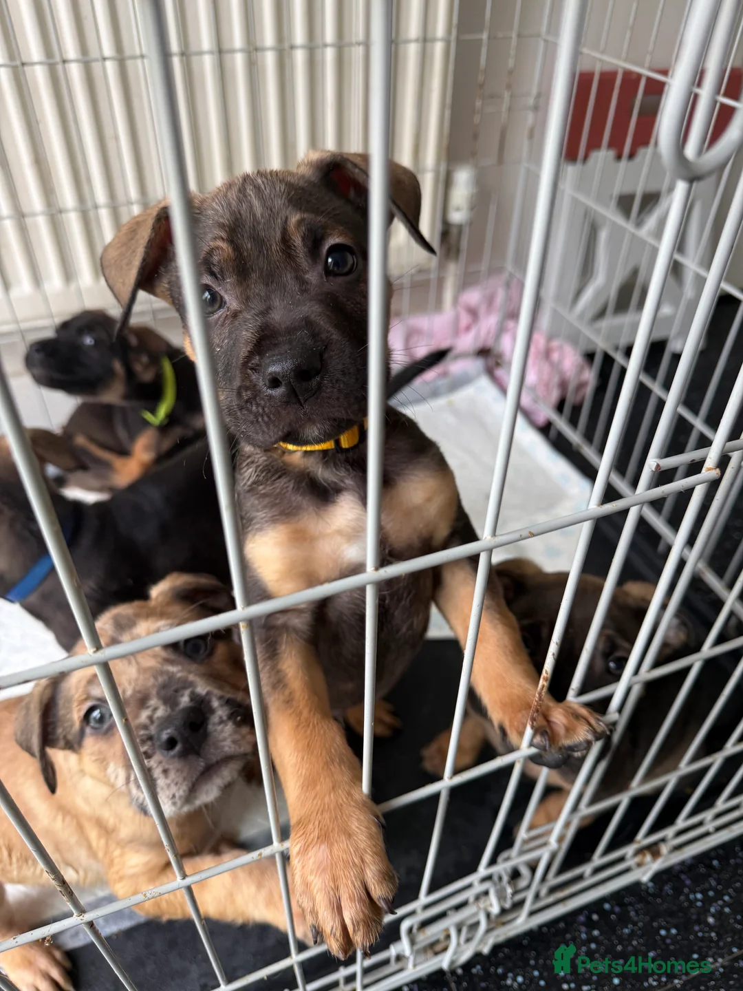 Mixed Breed dogs for sale: Pocket bully x Belgium mali in Rochester - Advert 5
