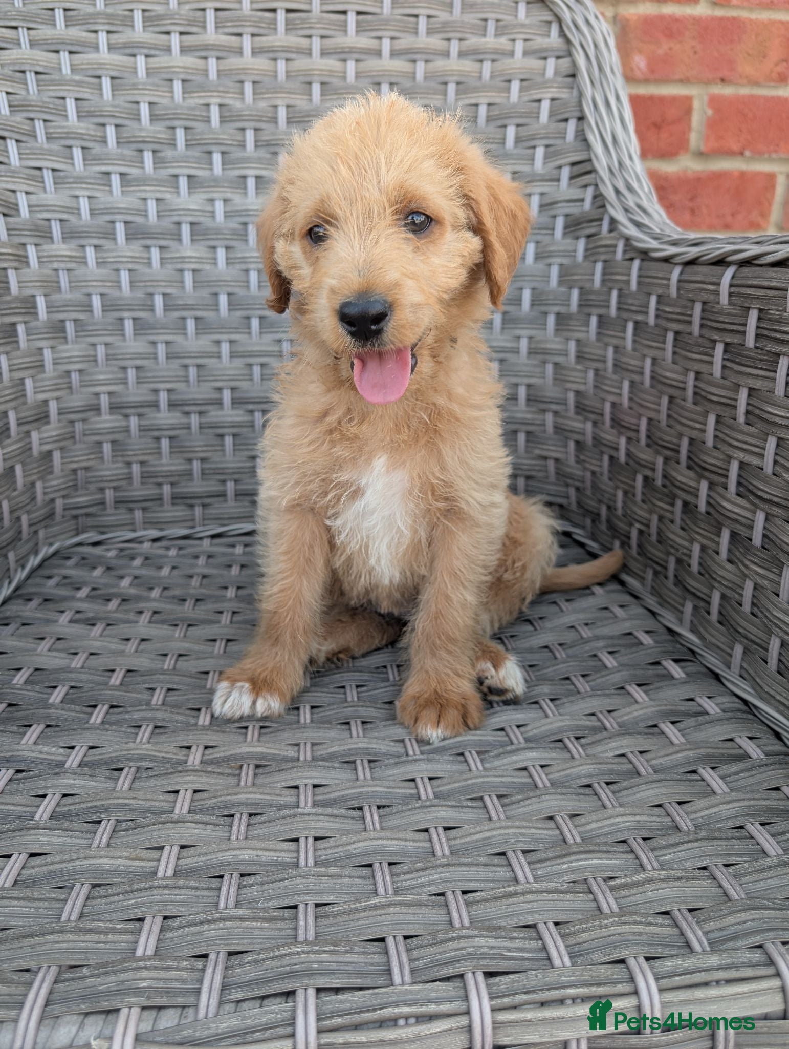 Australian Labradoodle dogs Outstanding Australian Labradoodle puppies  - Advert 2