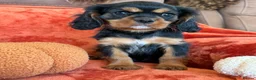 Cavalier King Charles Spaniel dogs for sale: KC registered Cavalier King Charles Ready Now - Advert 6