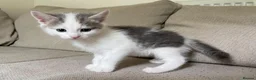 Mixed Breed cats for sale:     4 Beautiful Kittens Ready for Forever Homes ❤️ - Advert 8
