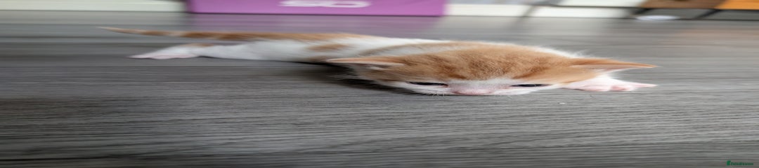 Siberian Kitten 2