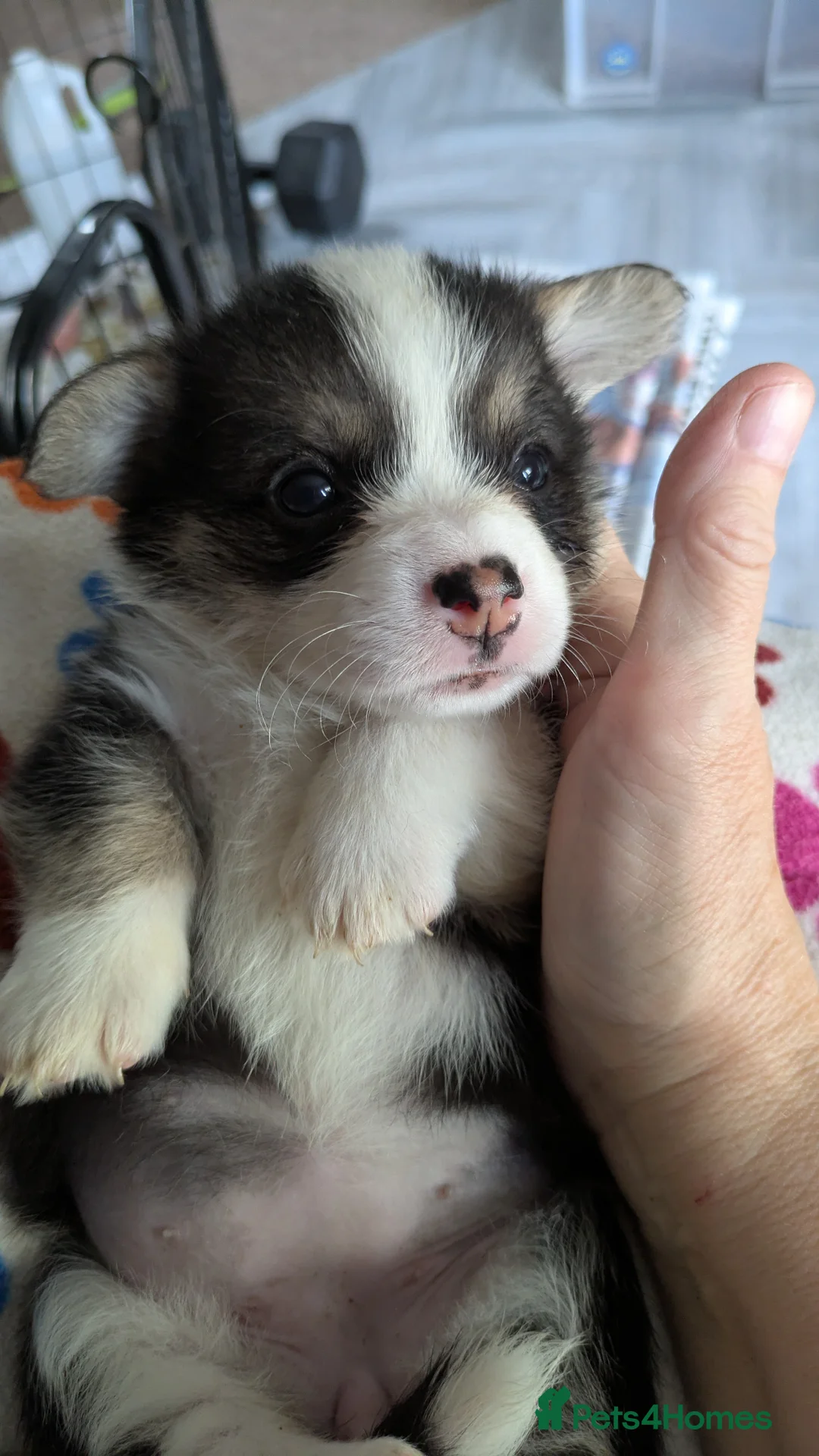 Welsh Corgi Pembroke dogs for sale: Quality, dna clear healthy fit pups - Advert 19