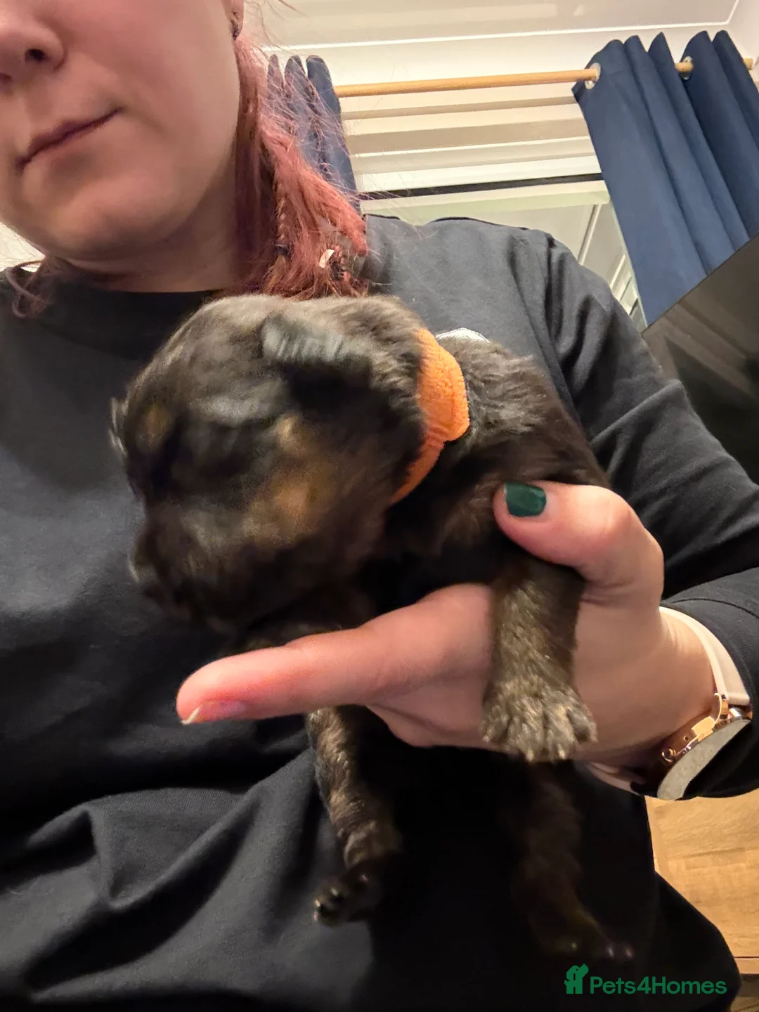 Mixed Breed dogs for sale: Shepweiler Puppies (GSD x Rottie) - Advert 16