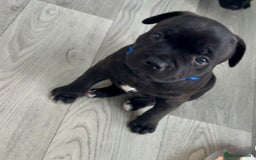 Staffordshire Bull Terrier dogs for sale: Floyd & Sky - Advert 18
