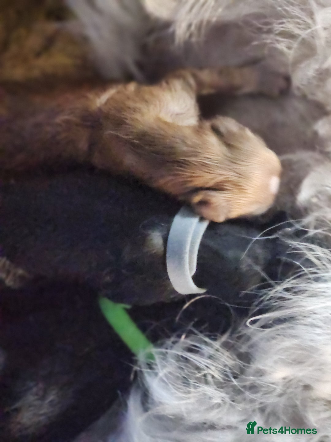 Mixed Breed dogs for sale: ​Beautiful Golden Retriever x Spaniel Pups - Advert 5