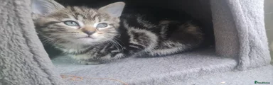 Tabby Female 1