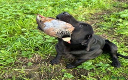 Labrador Retriever dogs for stud: Stunning KC reg, health tested Labrador for stud - Image 6