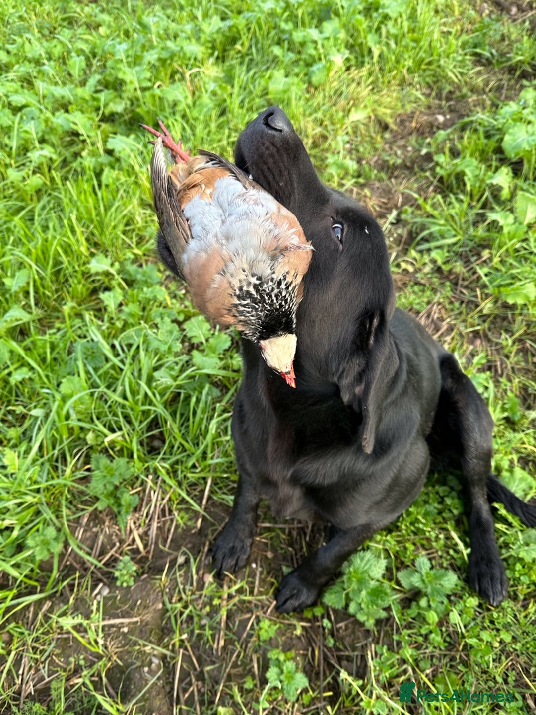 Labrador Retriever dogs for stud: Stunning KC reg, health tested Labrador for stud - Image 6