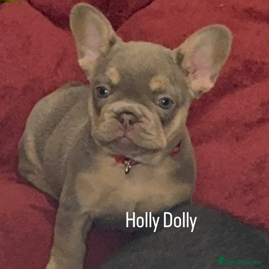 French Bulldog dogs for sale: Outstanding Frenchie pups KC registered  - Advert 27