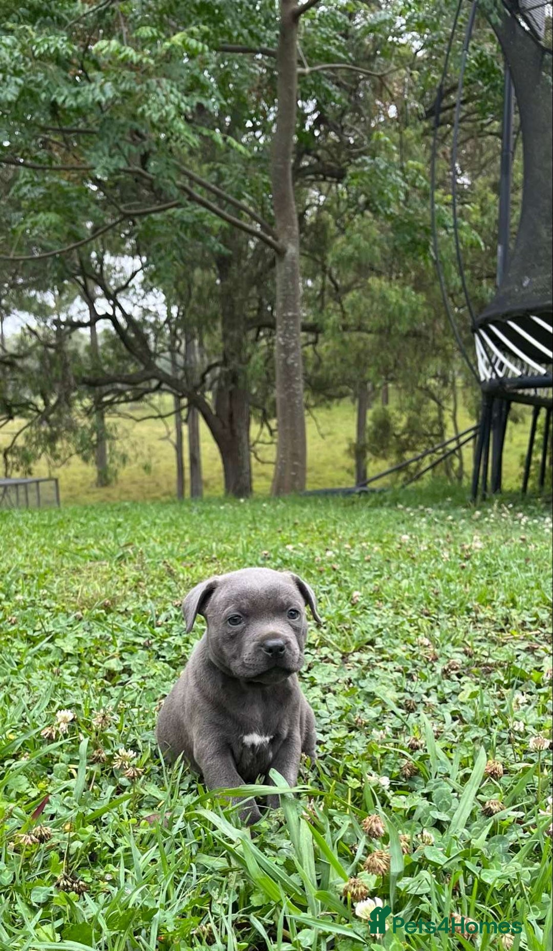 Staffordshire Bull Terrier dogs for sale: blue Staffordshire  puppies for sale - Advert 3